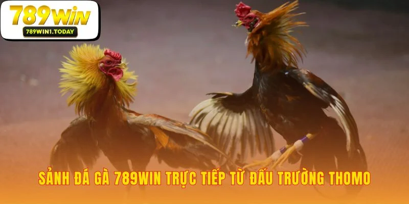Đưa đấu trường Thomo về ngay trước mắt bạn